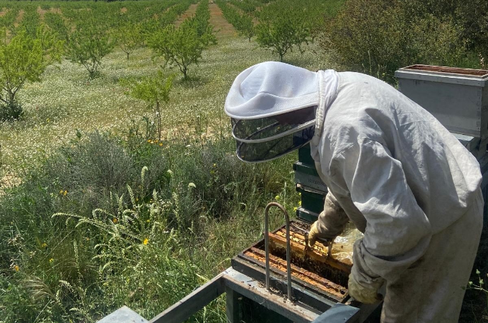 Apicultor de Miel El Molinar trabajando con colmenas en Castellón