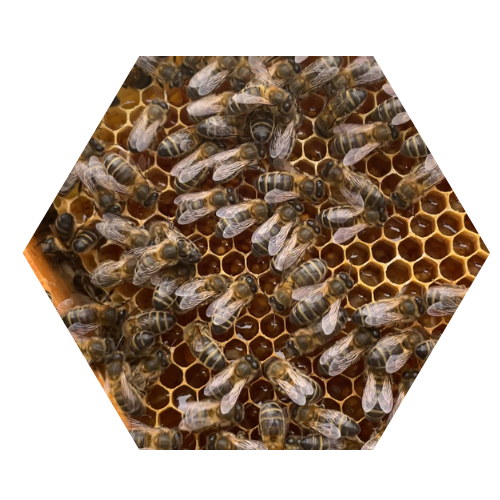 Panal de abejas utilizado en la producción de miel artesanal de El Molinar en Castellón