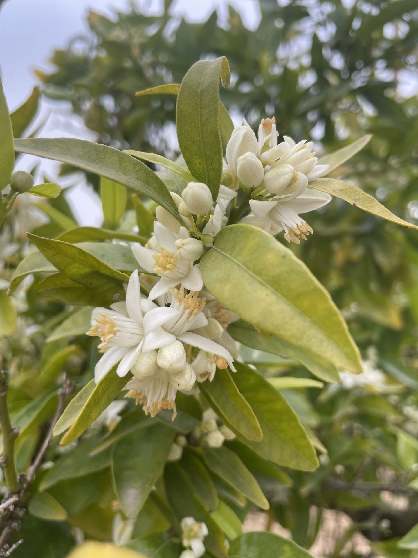 Flor de azahar utilizada para la producción de miel artesanal en Castellón