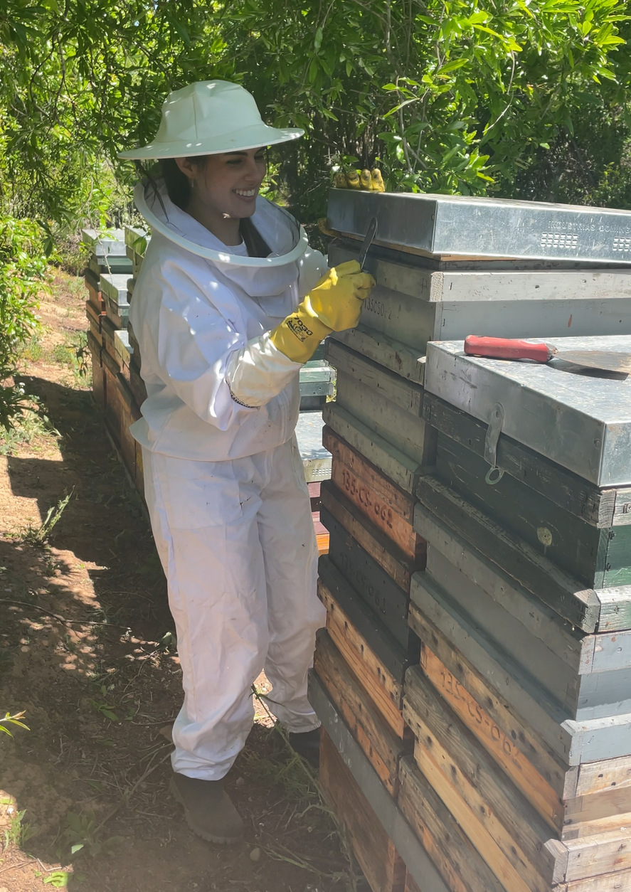 rabajos de apicultura en Miel El Molinar con colmenas artesanales en Castellón