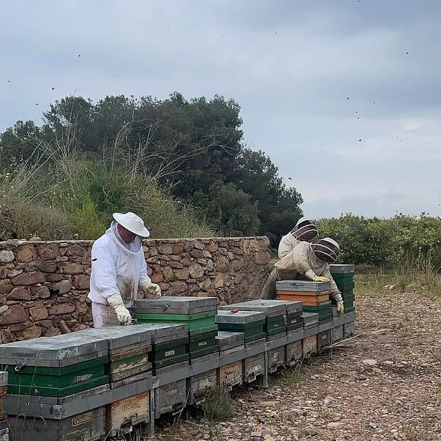 Colmenas de Miel El Molinar ubicadas en la provincia de Castellón