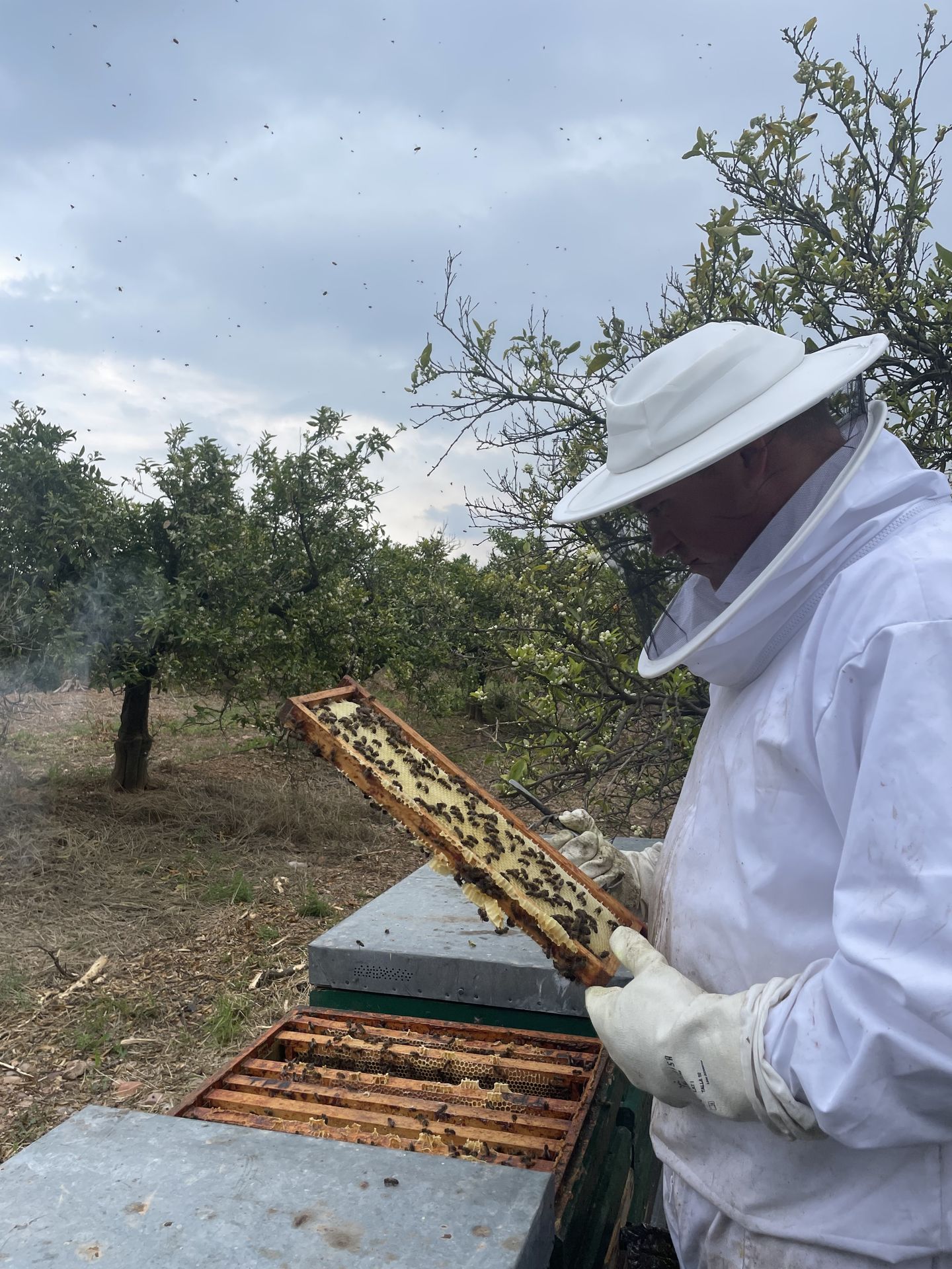Apicultor artesano revisando una colmena para la cosecha de miel natural