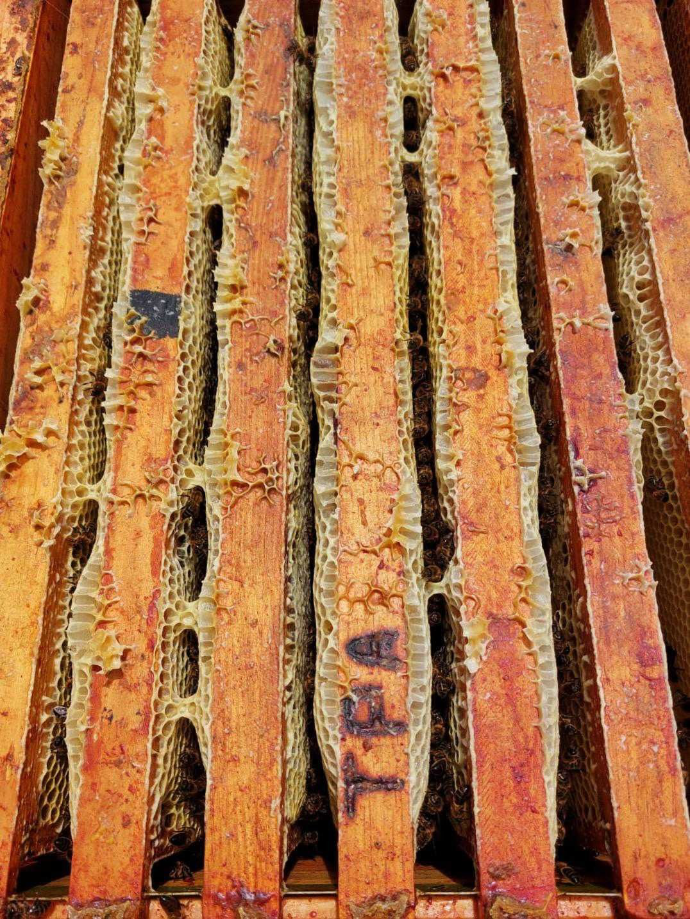 Marcos de colmena llenos de miel artesanal recién recolectada